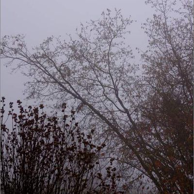 Brouillard d'automne - 