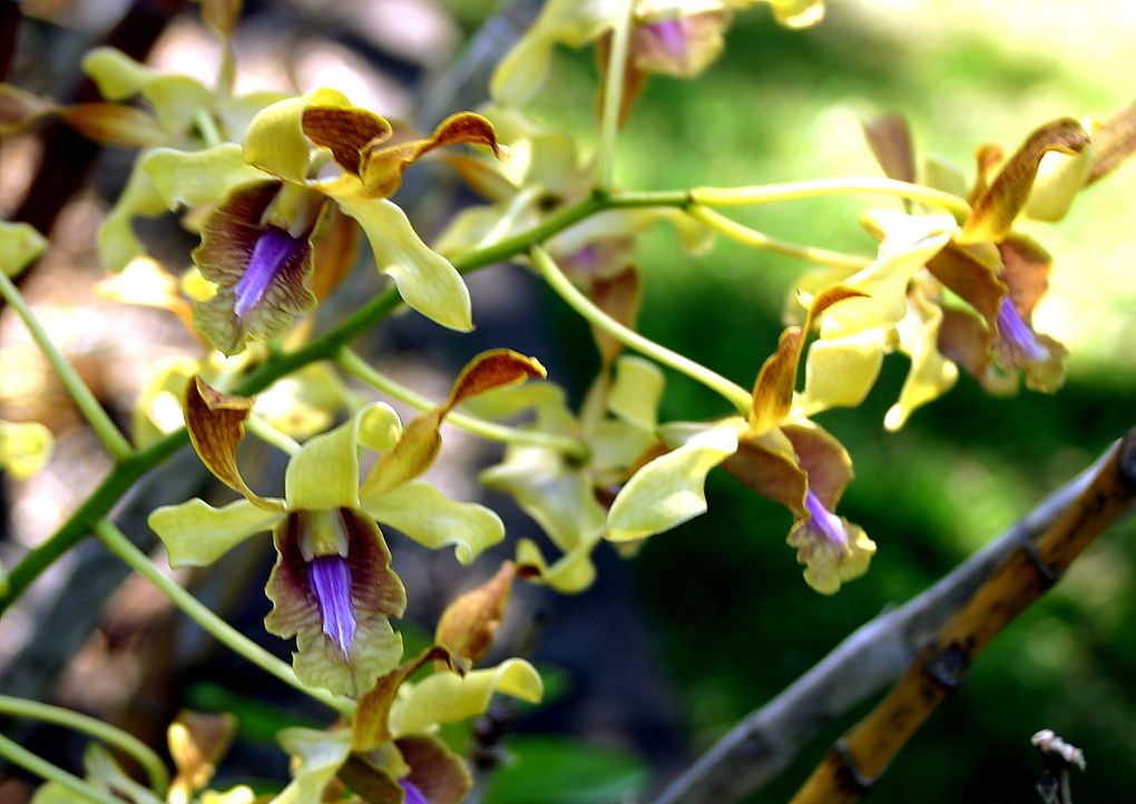 Album - orchidees de l'ile de La Réunion