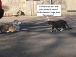 Chien et chat : anthropomorphisme 2