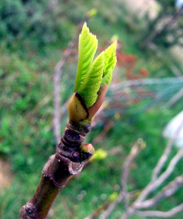 Fleurs et plantes diverses