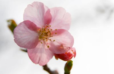 L'importance de la fleur de cerisier