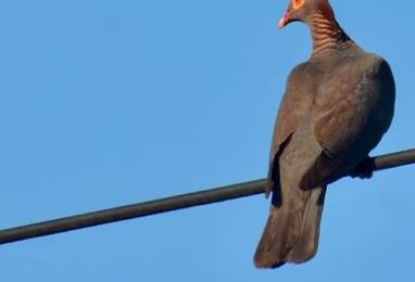 Une nouvelle victoire juridique pour l'ASFA : le TA suspend la chasse de plusieurs oiseaux en Guadeloupe et à Saint-Martin !!