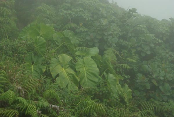 Album - guadeloupe