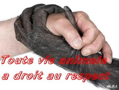 Album Citations Proverbes Maltraitance Animale