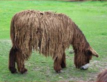 CéKoiSulaFoto n° 58 : Ane du Poitou