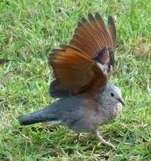 Voici les photos de tout les espèces d'oiseaux de la Guadeloupe.
Nombre d'espèces : 198
Nombre d'endémiques : 1
Nombre d'espèces globalement menacées : 2
Nombre d'espèces introduites : 8