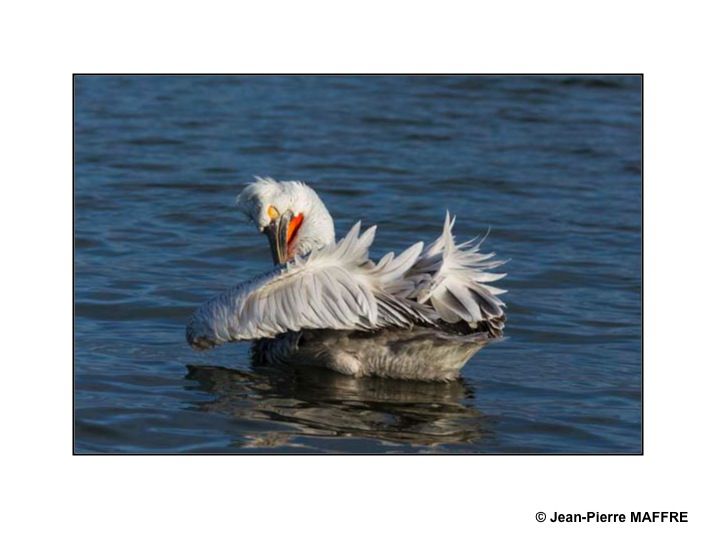 Le pélican frisé se reproduit dans les marais et les lacs peu profonds. C’est l’un des plus grands oiseaux du monde.