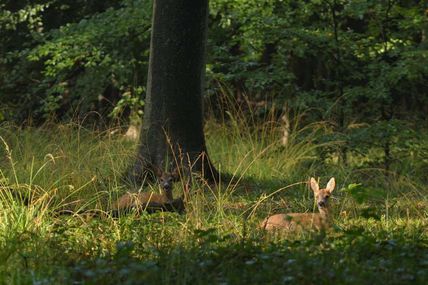 Annulation - Balade Cercle des Naturalistes de Belgique : le chevreuil en forêt de Soignes ce 20 novembre 