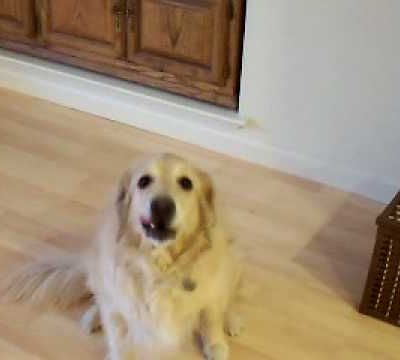 Un chien qui fait le ménage!