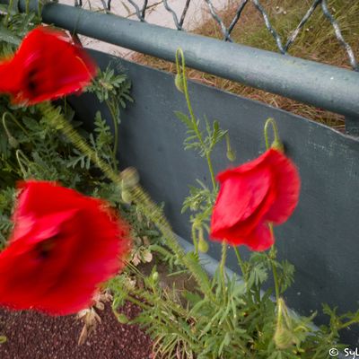 gentils coquelicots nouveaux