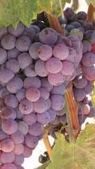 #Rose Grenache Producers Central Valley California Vineyards 