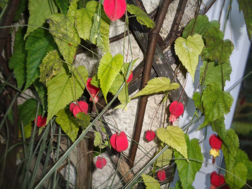 Mon jardin Le Clos fleuri en octobre à Chabeuil dans la Drôme  2023 ...