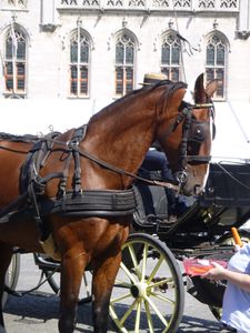 Bruges et chevaux... 