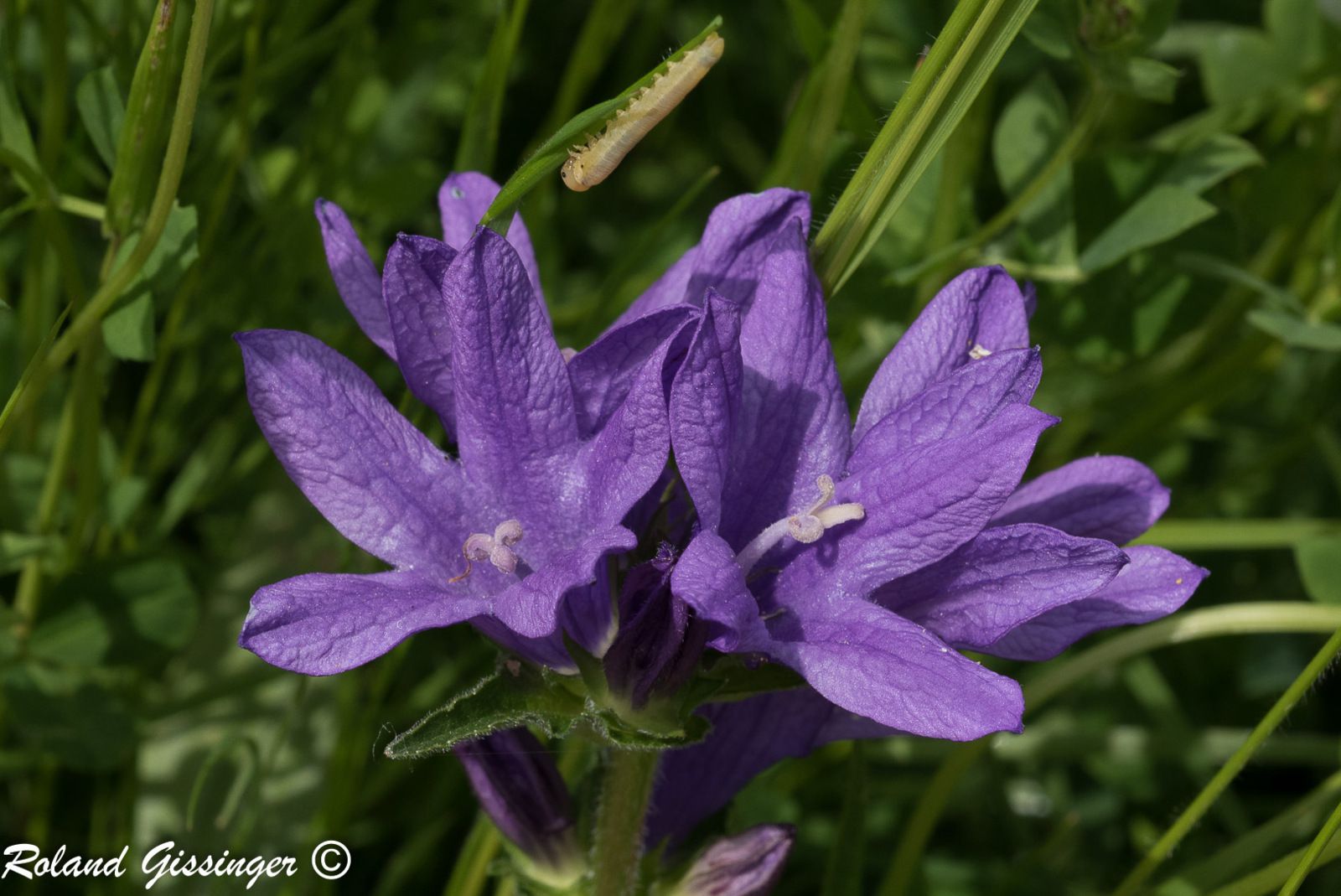 fleurs violettes - ANAB Association Nature Alsace Bossue