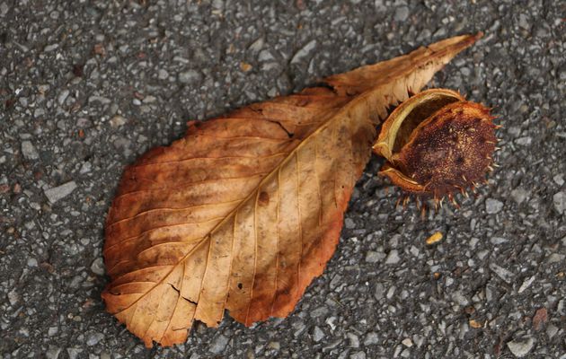 Tombent les Feuilles..