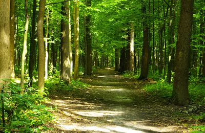 L'exploration en forêt