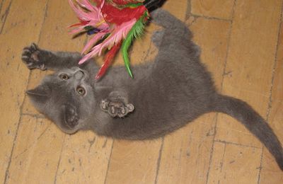 L'activité physique chez le chat