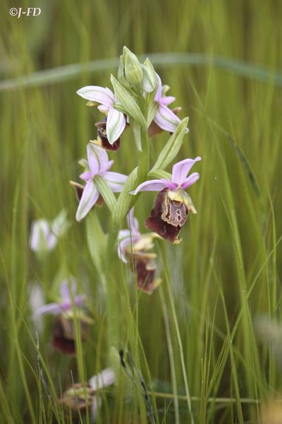 Ophrys apulica