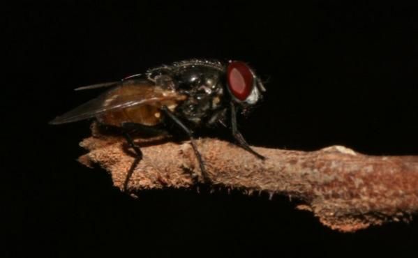 Album - Créatures de Madagascar