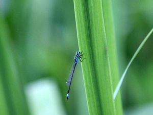 Agrion nain