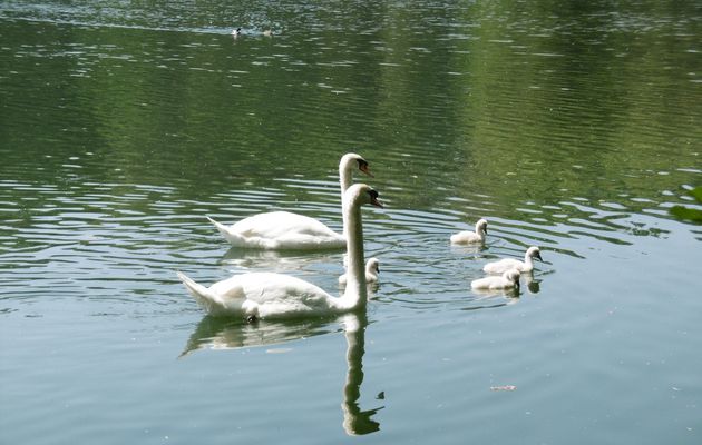 UNE FAMILLE DE SIX CYGNES