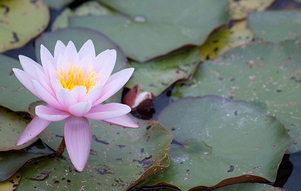 Différente plante seront présentées ici . Ainsi que toutes la flore qui nous entoure