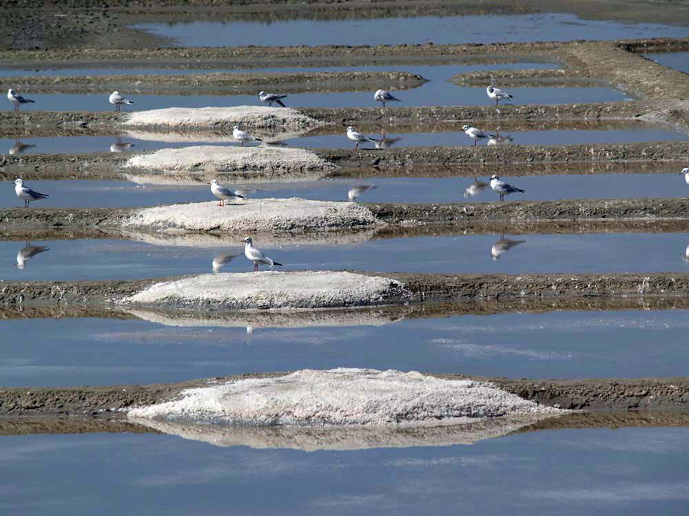 Album - Les Marais-salants de Guerande