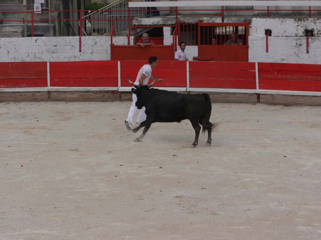 course de taureaux jeunes le 18 septembre 2020