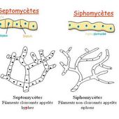 cytologie , morphologie du champignon