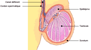 Le cancer du testicule