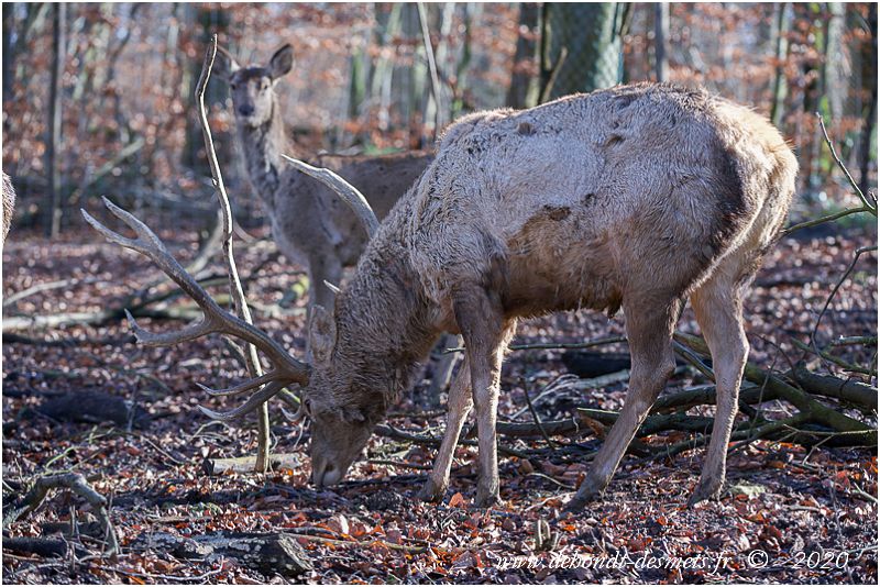 Herbivore ruminant, le cerf de Bactriane se nourrit de feuilles, jeunes pousses, écorces etc.