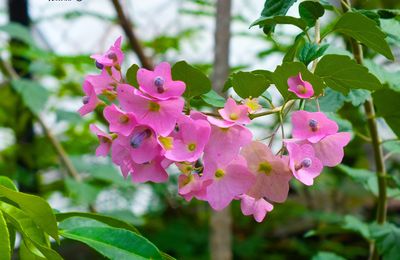 Pinky flowers