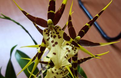 Brassia Tessa