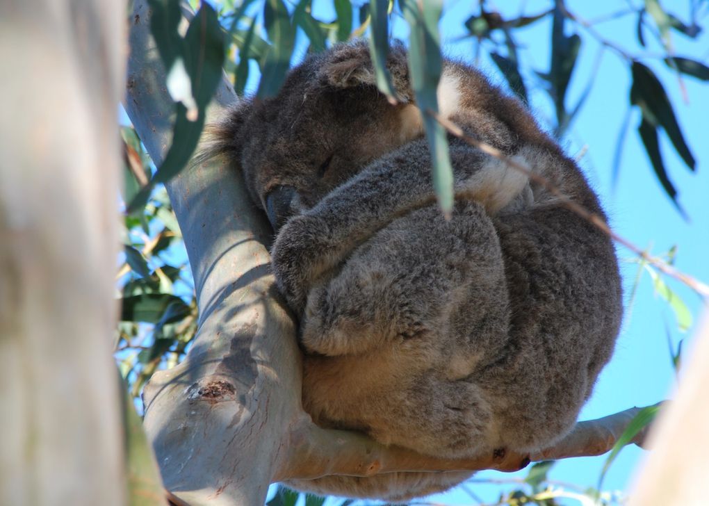 Kangaroo Island