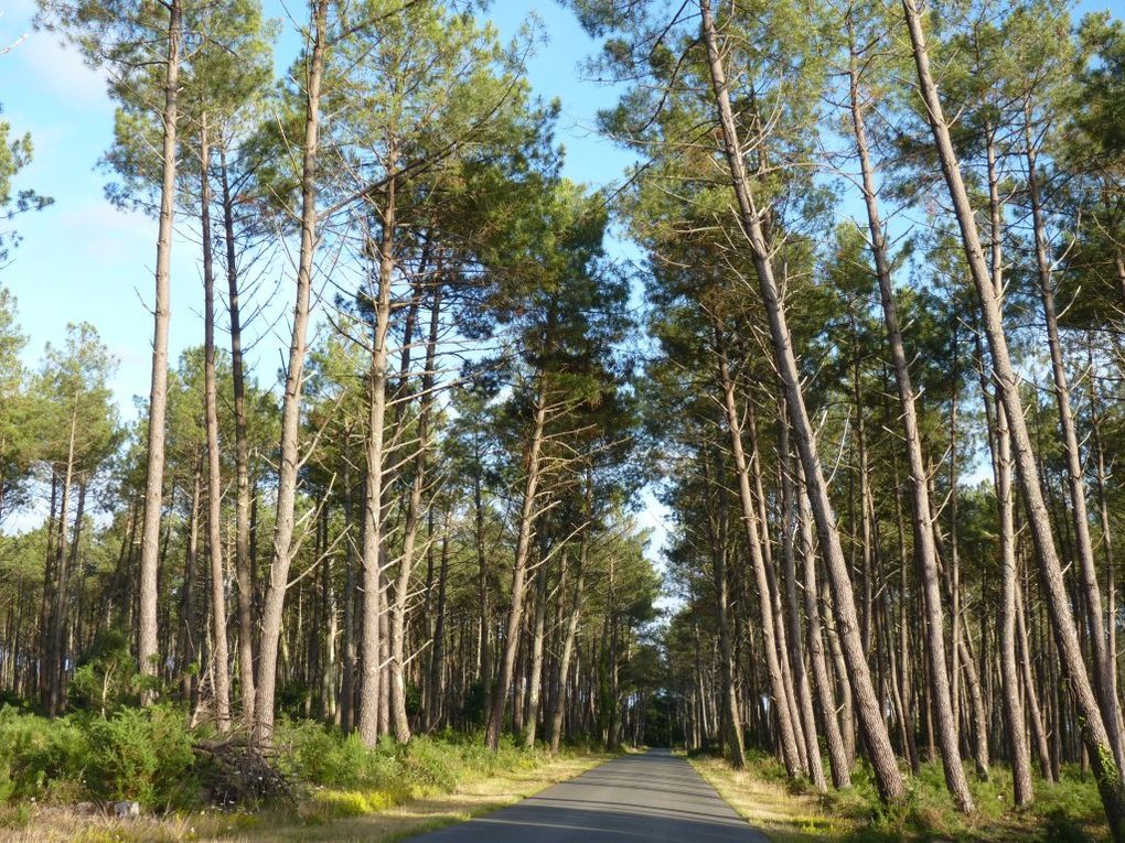 Album - landes