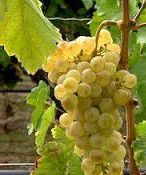 #Muscat Osceola Producers Quebec Vineyards Canada