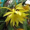 Epiphyllum King Of Yellows