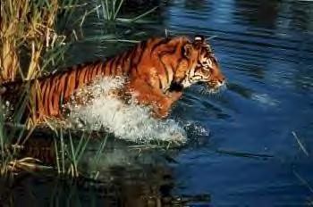 Photos tigres