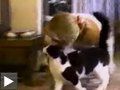 un chat tire une jeune fille par les tresses + chat frappe à la porte