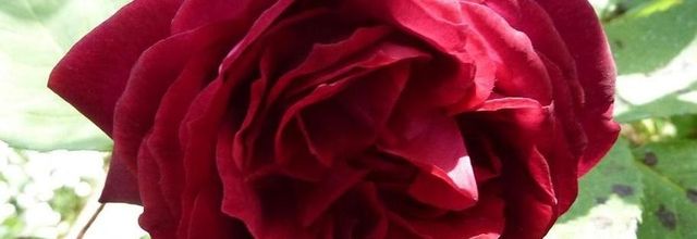 Les roses.