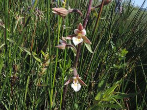 Epipactis palustris : Epipactis des marais (Orchidacées)