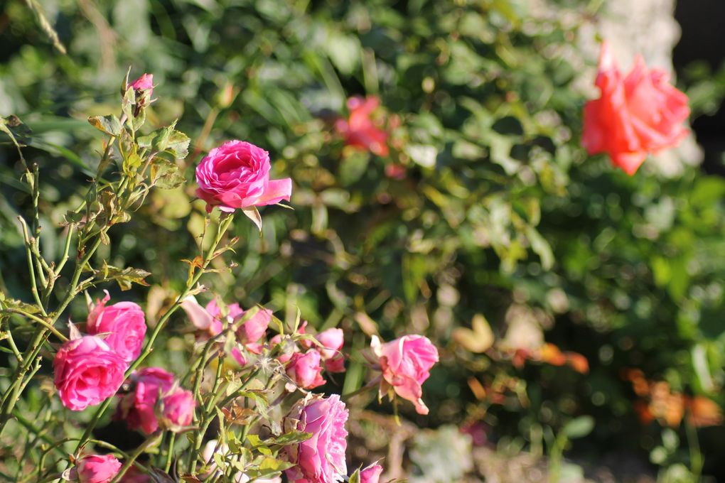 Les rosiers du Pigeonnier