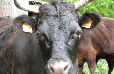 La vache Dexter, un petit modèle adapté aux petits ruraux : Rencontre avec Paul Prats, éleveur dans l'Yonne