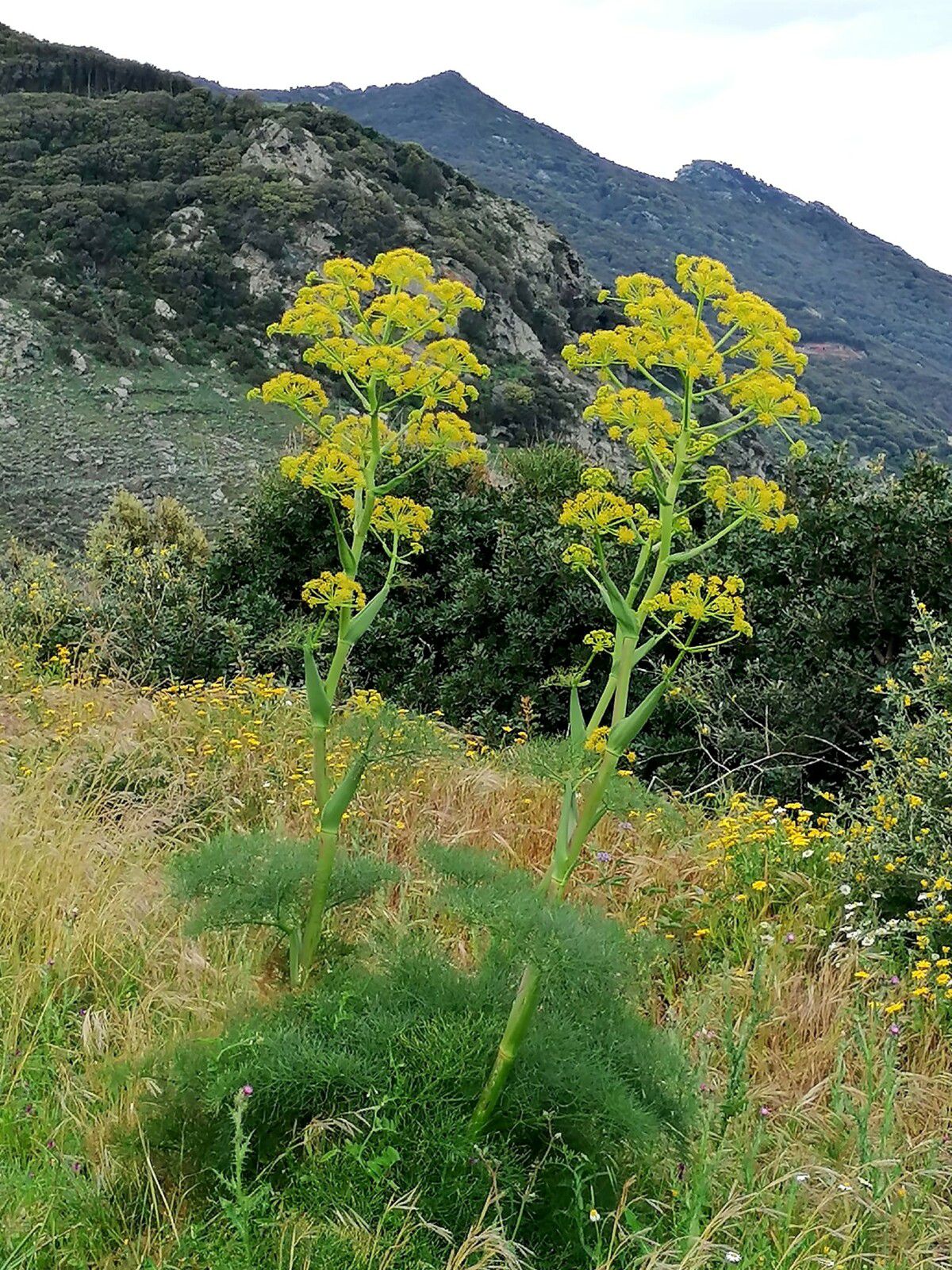 Ferula communis - ombellifères