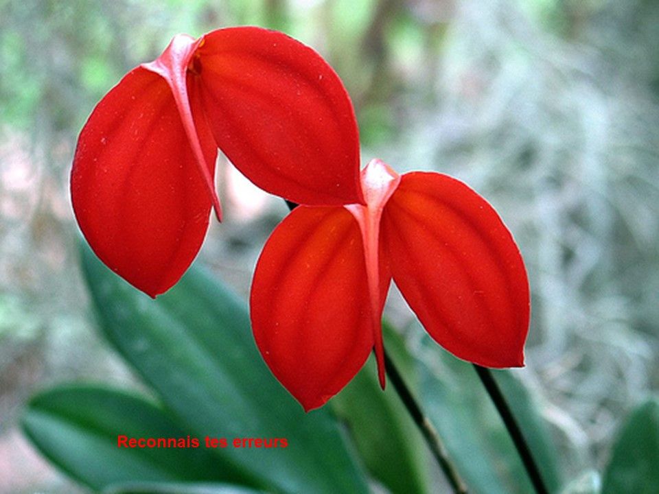 Madagascar - Les Orchidées