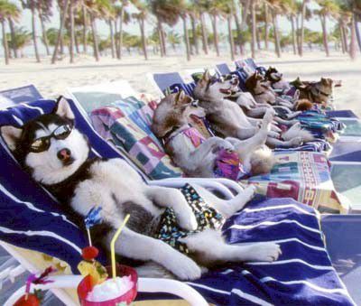 videos: compilation chiens marrants + les chiens s'amusent à la plage