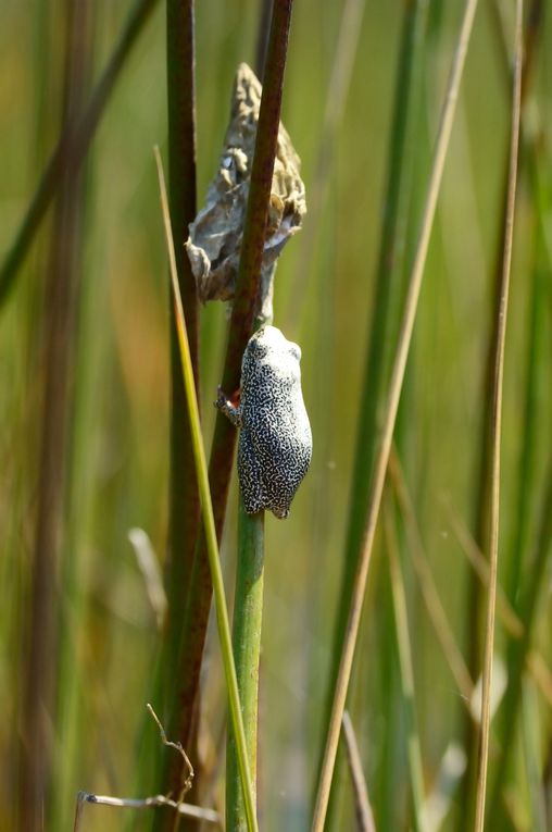 Album - 20100830_Okavango