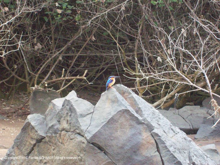 Tous les oiseaux et roussettes, que nous croisons dans nos promenades ou dans notre jardin