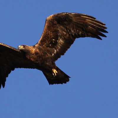 L’aigle royal est de retour à Sumène après 70 ans d’absence avec la naissance d'un aiglon