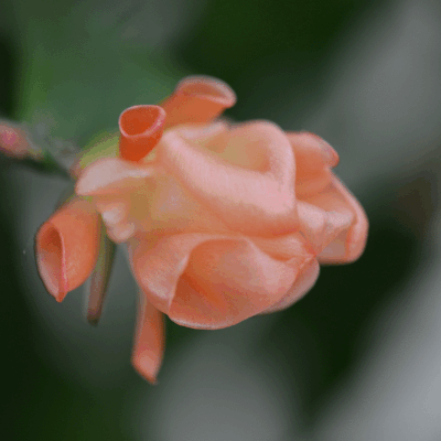 Happy : quelques jours plus tard ...